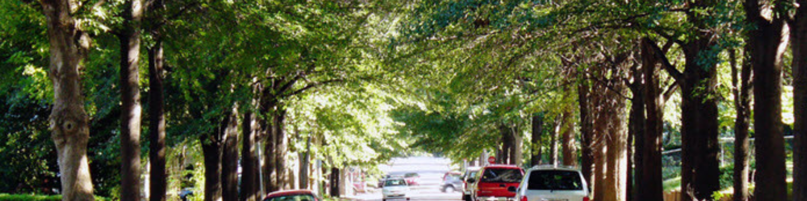 Green & White Nature Educator LinkedIn Banner